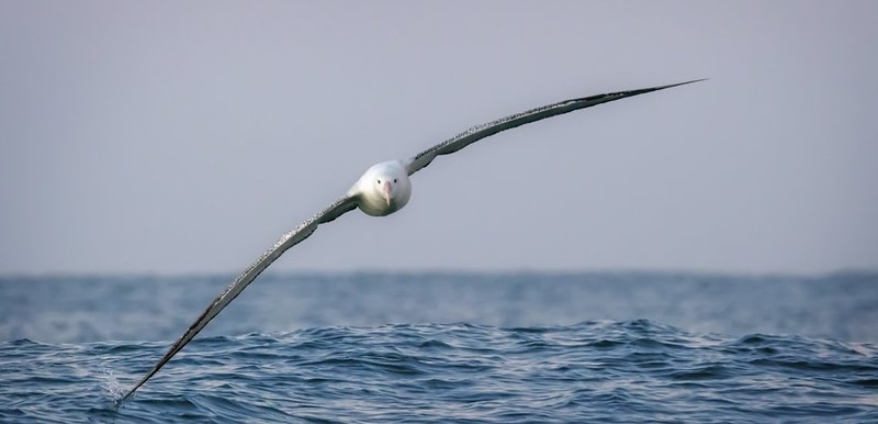 Wandering Albatross © Prince Images