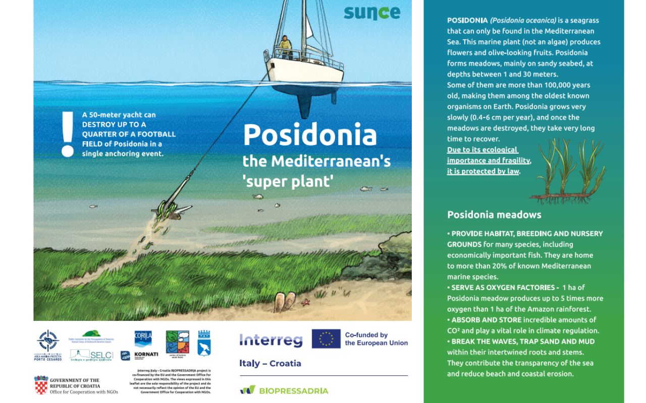 Posidonia the Mediterranean’s super plant (2025)